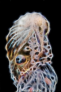This female paper nautilus on the jellyfish photo is proc... by Mehmet Salih Bilal 